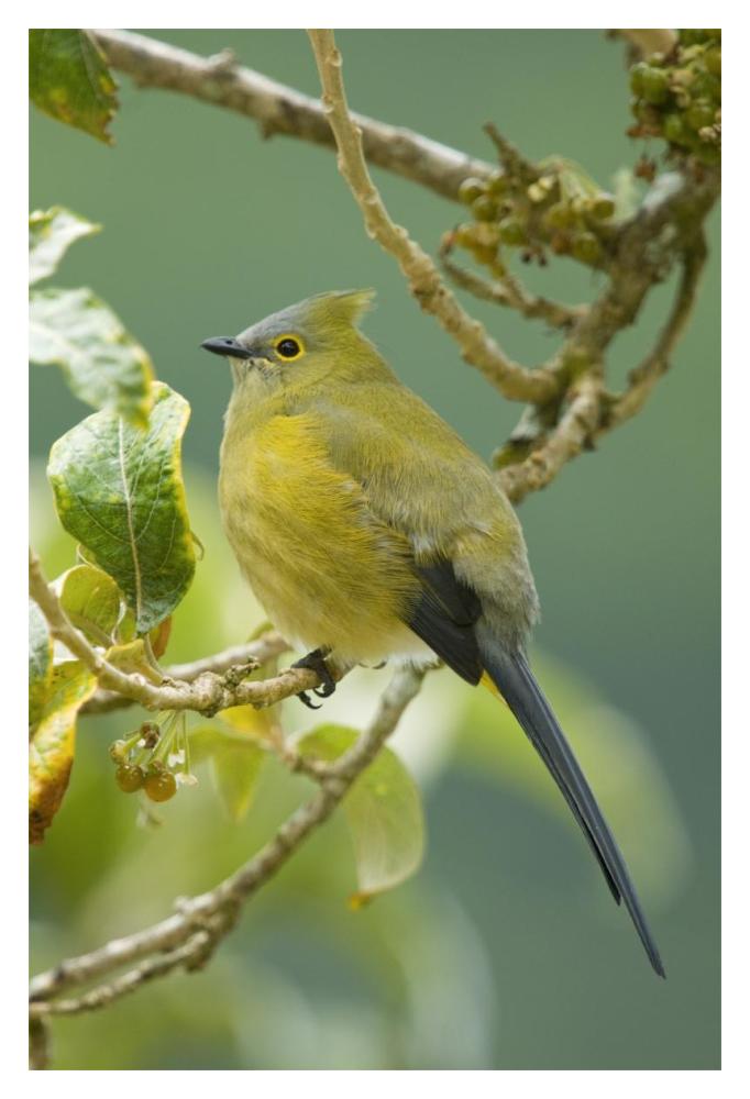 Long-Tailed Silky-Flycatcher, Costa Rica-Paper Art-14X20