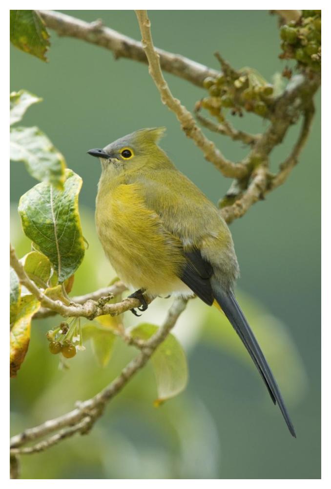 Long-Tailed Silky-Flycatcher, Costa Rica-Paper Art-34X50