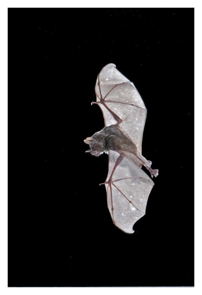 Seba'S Short-Tailed Bat Flying, Michigan-Paper Art-14X20