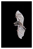 Seba'S Short-Tailed Bat Flying, Michigan-Paper Art-14X20