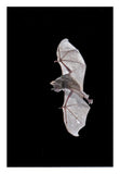 Seba'S Short-Tailed Bat Flying, Michigan-Paper Art-18X26