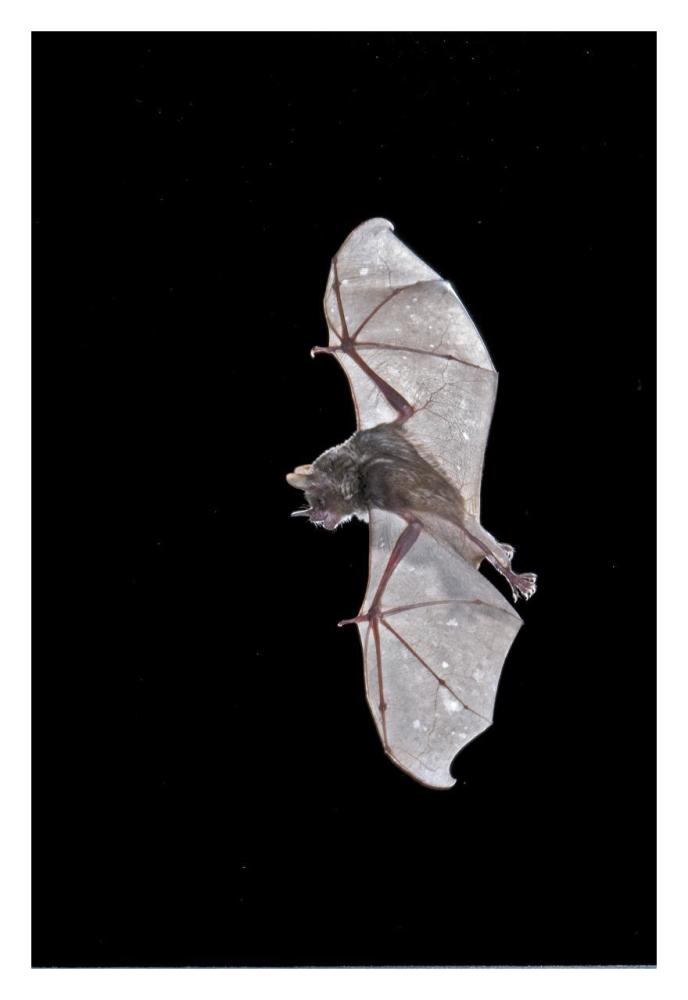 Seba'S Short-Tailed Bat Flying, Michigan-Paper Art-22X32