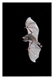 Seba'S Short-Tailed Bat Flying, Michigan-Paper Art-22X32