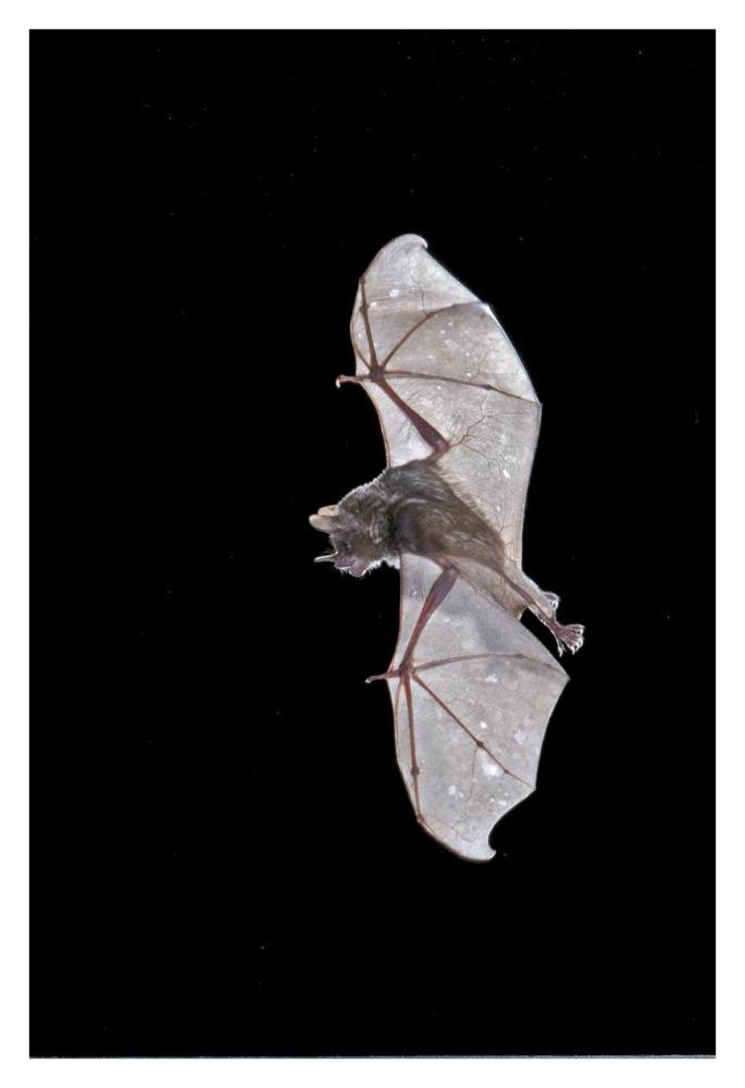 Seba'S Short-Tailed Bat Flying, Michigan-Paper Art-26X38
