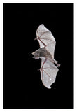 Seba'S Short-Tailed Bat Flying, Michigan-Paper Art-26X38
