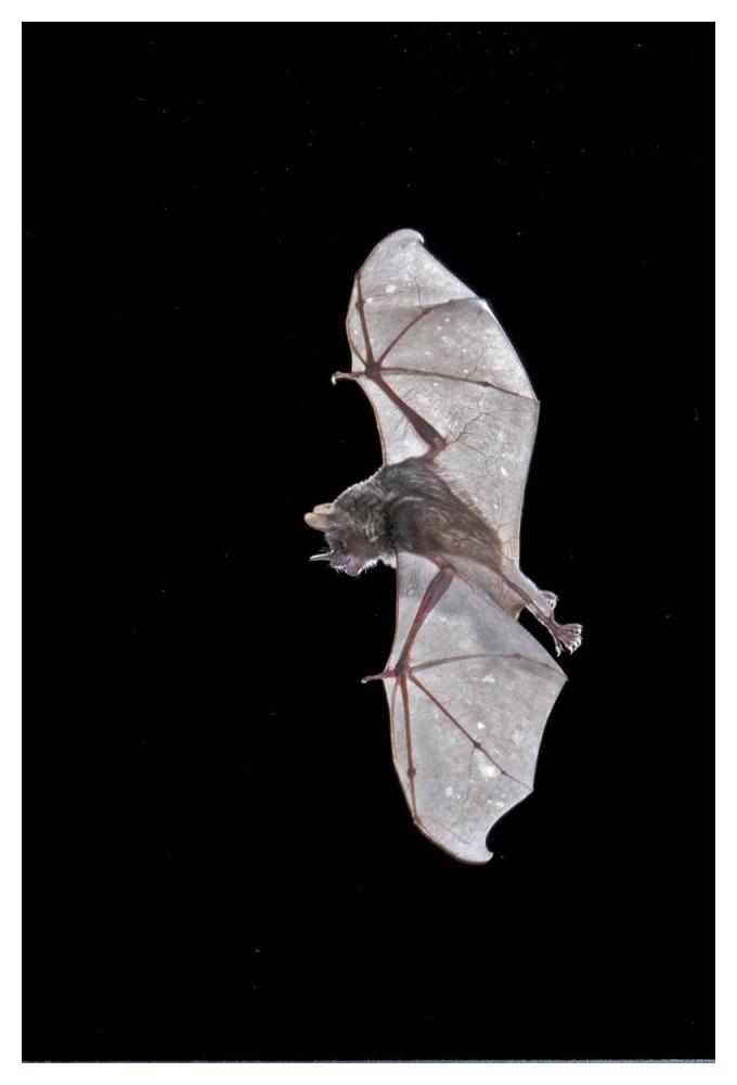 Seba'S Short-Tailed Bat Flying, Michigan-Paper Art-34X50