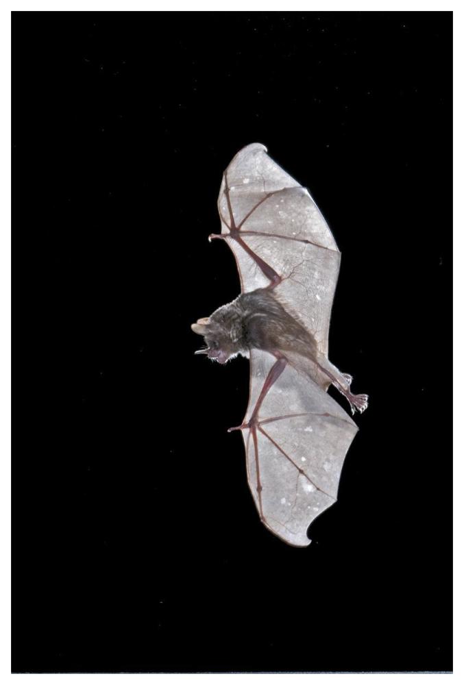 Seba'S Short-Tailed Bat Flying, Michigan-Paper Art-42X62