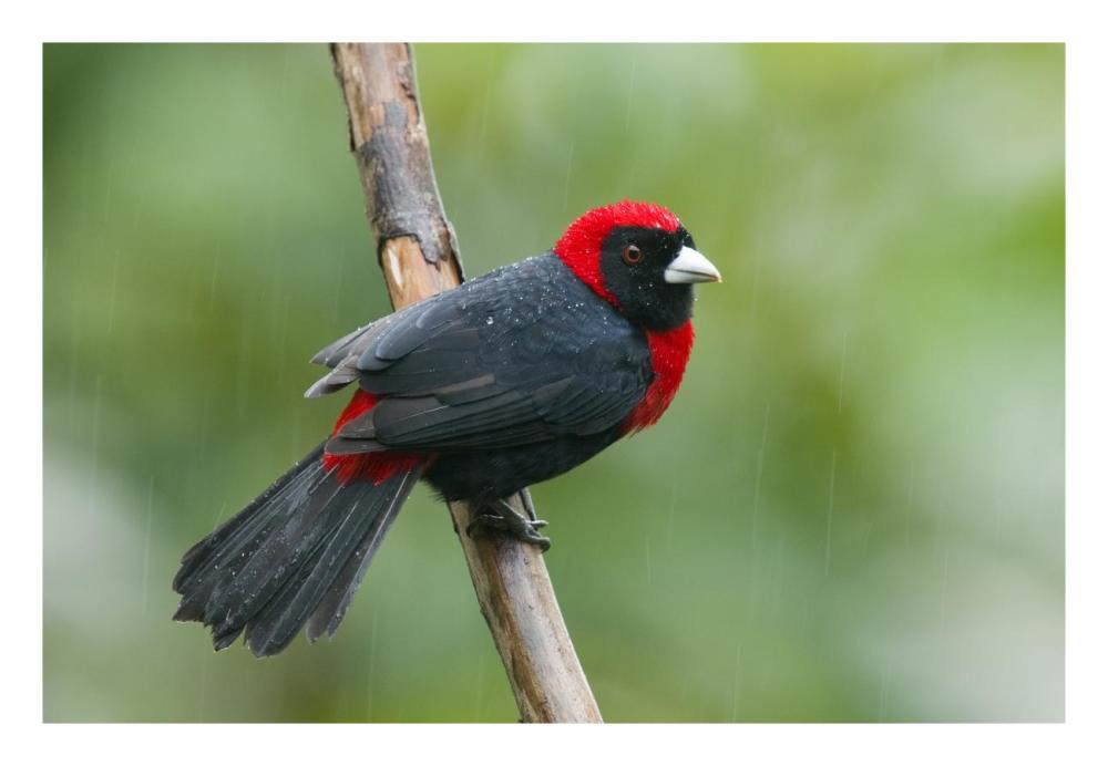 Crimson-Collared Tanager Male, Costa Rica-Paper Art-26X18