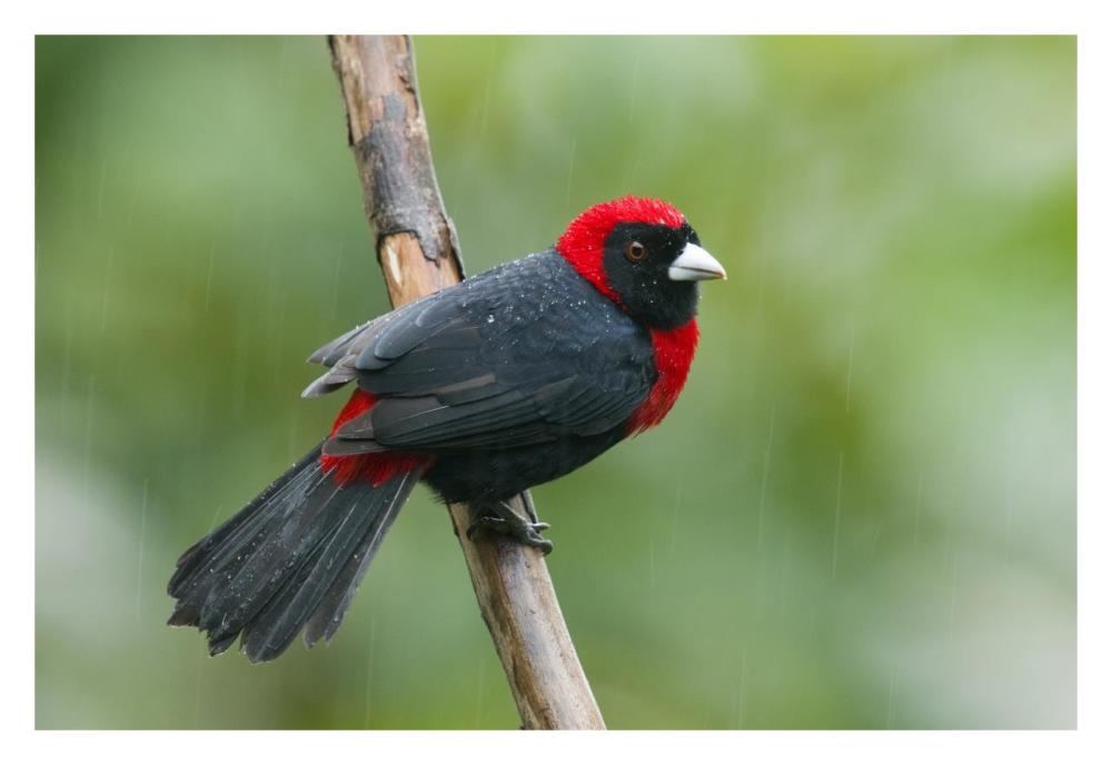 Crimson-Collared Tanager Male, Costa Rica-Paper Art-32X22