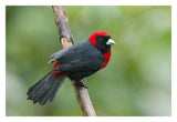 Crimson-Collared Tanager Male, Costa Rica-Paper Art-32X22
