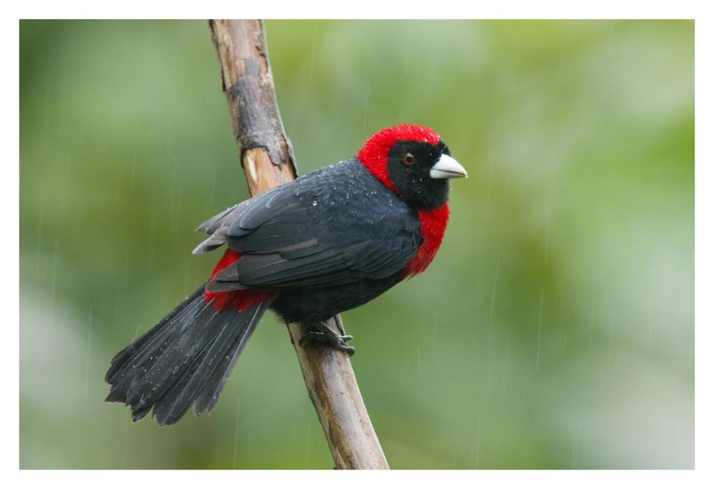 Crimson-Collared Tanager Male, Costa Rica-Paper Art-38X26