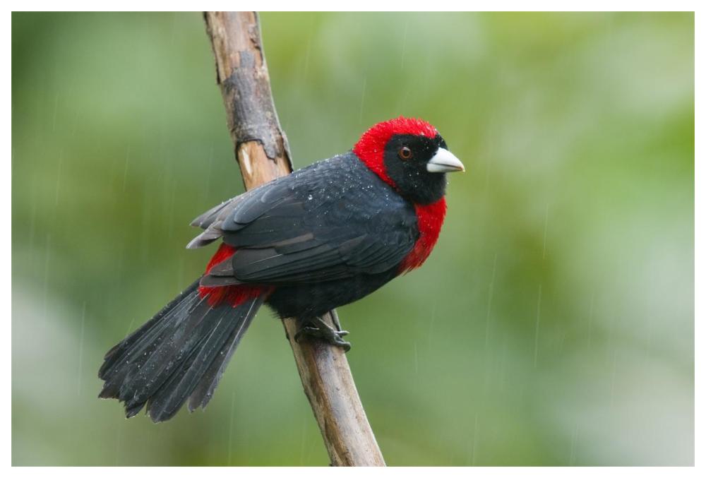 Crimson-Collared Tanager Male, Costa Rica-Paper Art-62X42