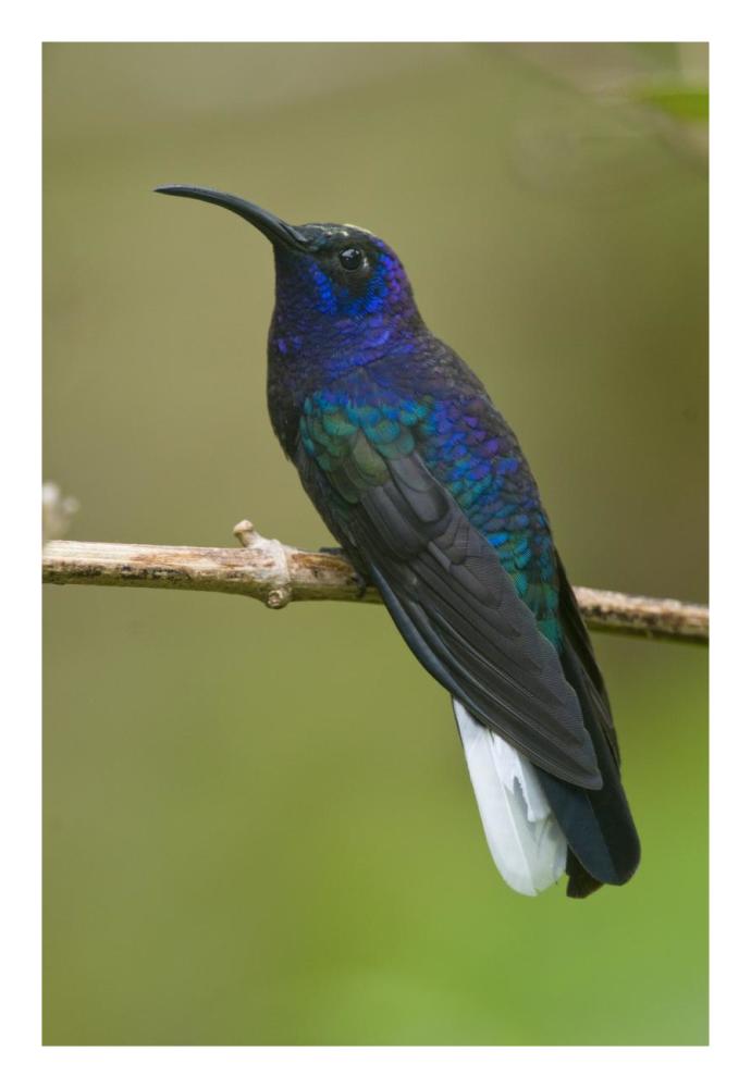 Violet Sabre-Wing Hummingbird, Costa Rica-Paper Art-18X26