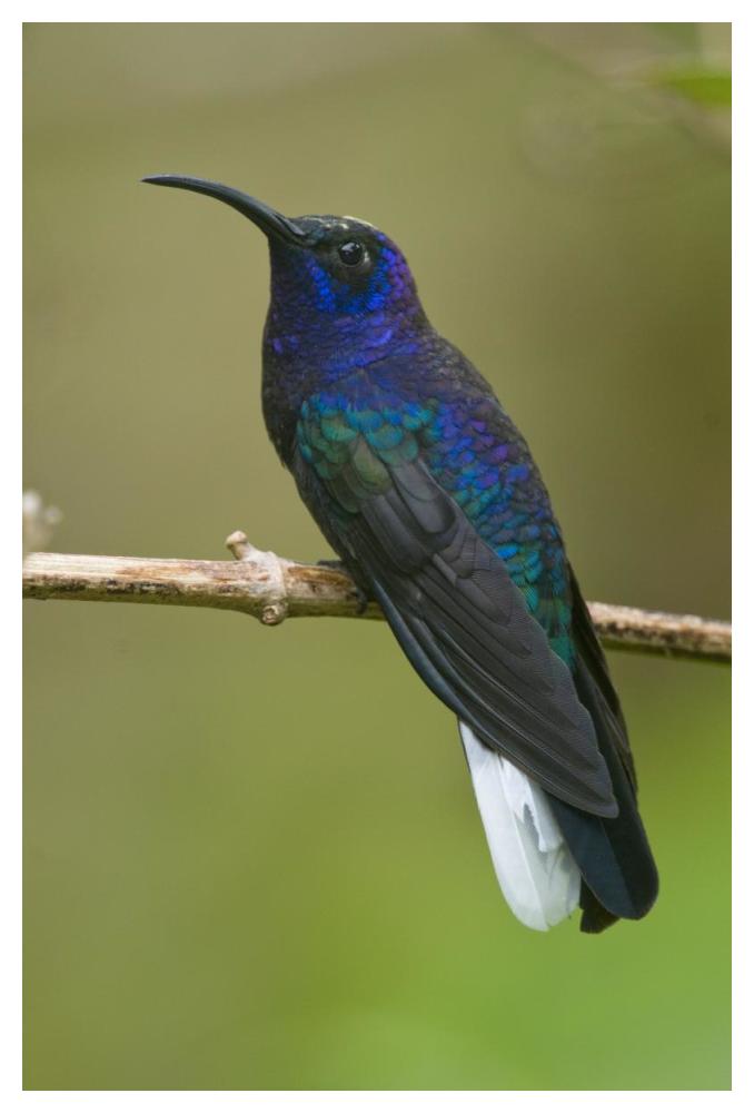 Violet Sabre-Wing Hummingbird, Costa Rica-Paper Art-34X50