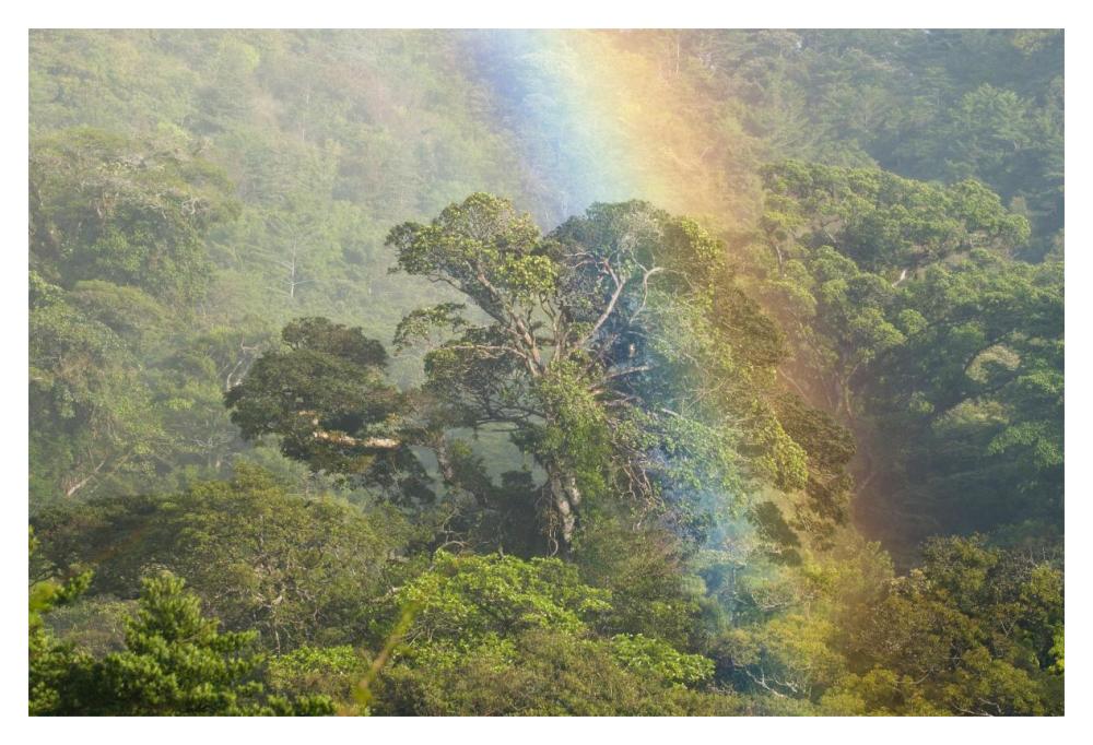 Rainbow Over Rainforest Canopy, Costa Rica-Paper Art-20X14