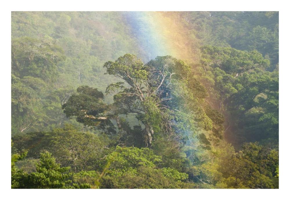 Rainbow Over Rainforest Canopy, Costa Rica-Paper Art-26X18