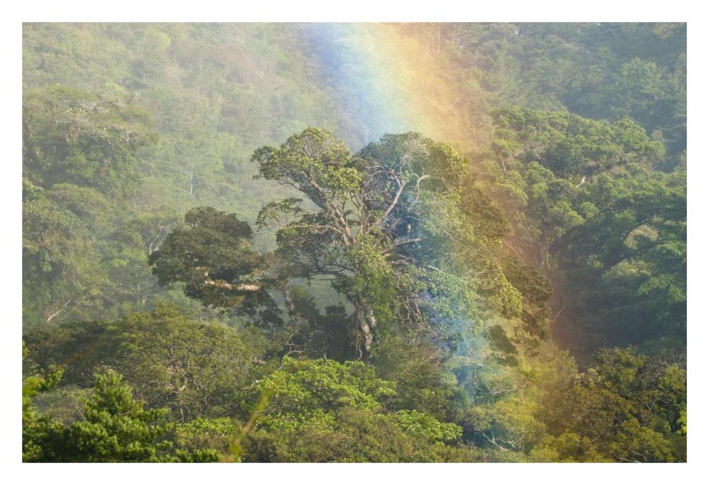 Rainbow Over Rainforest Canopy, Costa Rica-Paper Art-32X22