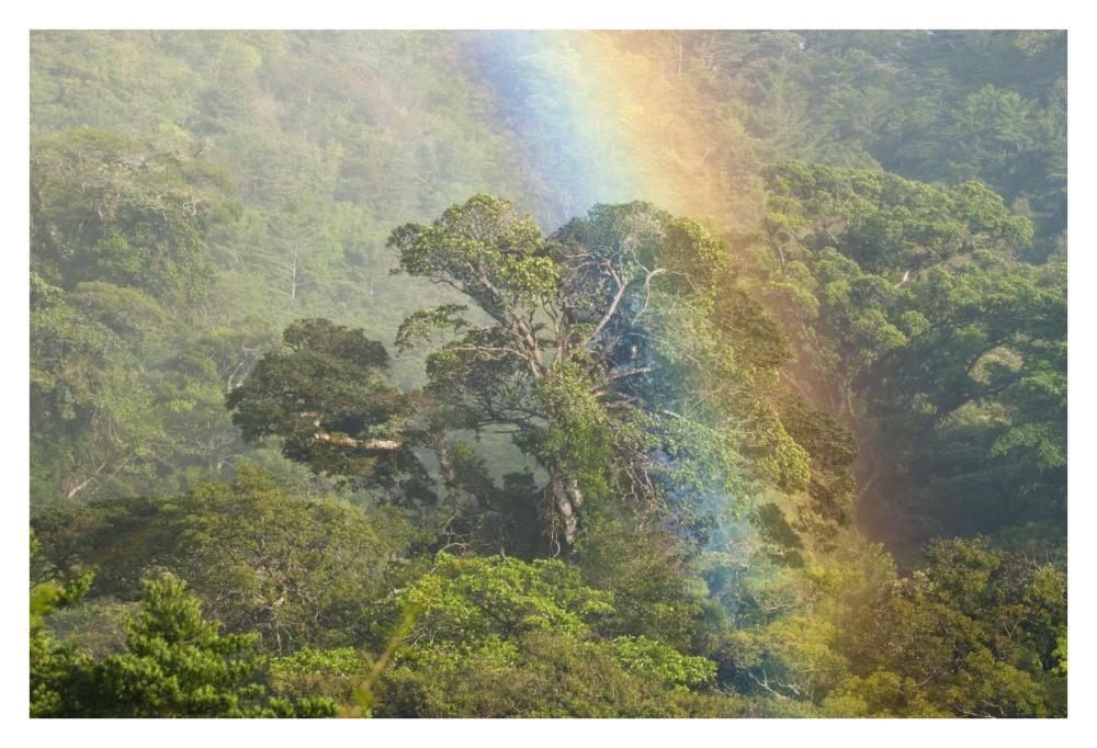 Rainbow Over Rainforest Canopy, Costa Rica-Paper Art-38X26