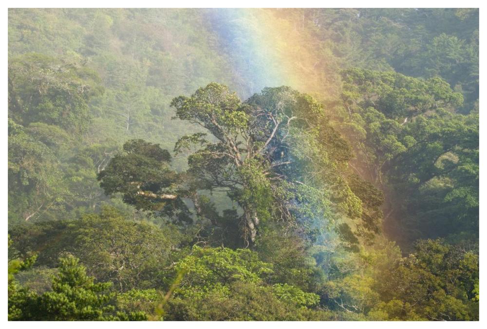 Rainbow Over Rainforest Canopy, Costa Rica-Paper Art-62X42