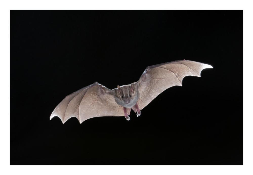 Jamaican Fruit-Eating Bat Flying, Michigan-Paper Art-26X18