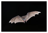 Jamaican Fruit-Eating Bat Flying, Michigan-Paper Art-38X26