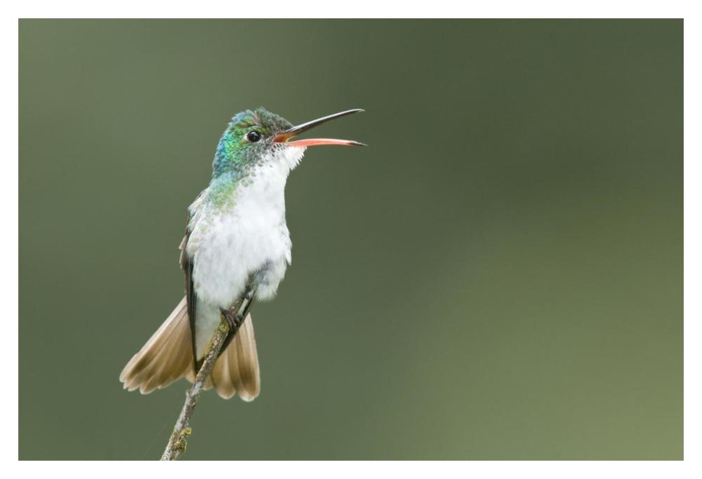Andean Emerald Hummingbird Calling, Ecuador-Paper Art-20X14