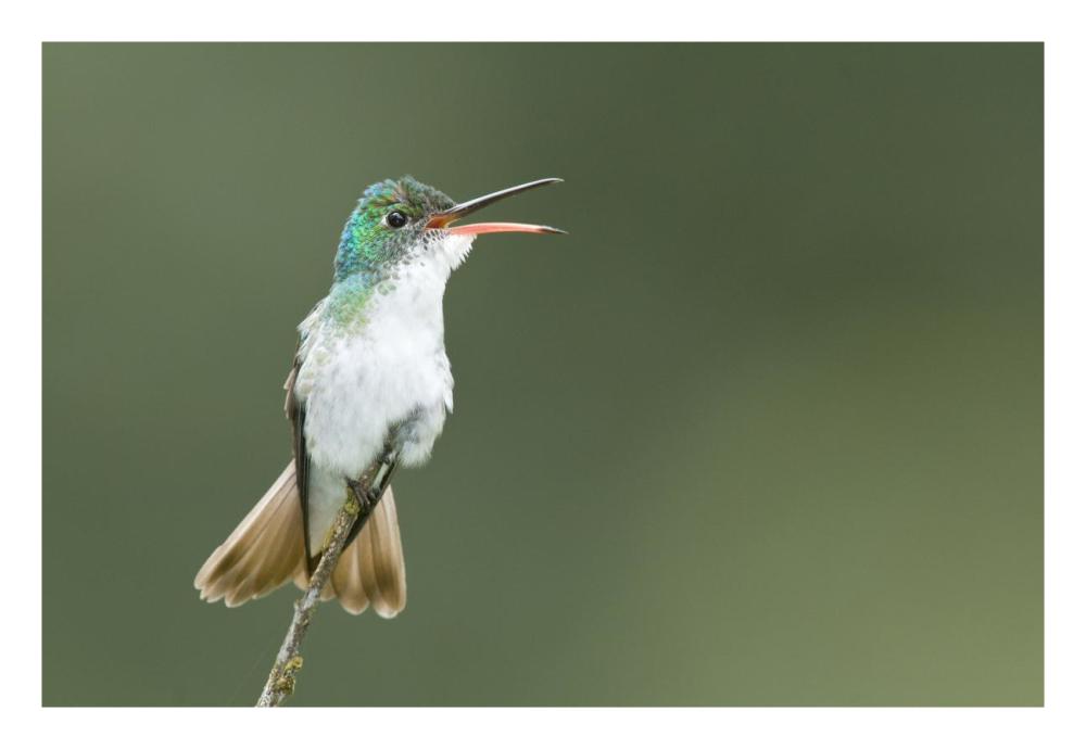 Andean Emerald Hummingbird Calling, Ecuador-Paper Art-26X18