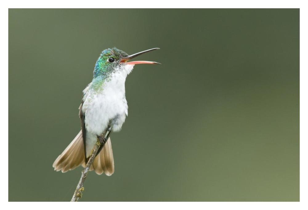 Andean Emerald Hummingbird Calling, Ecuador-Paper Art-38X26