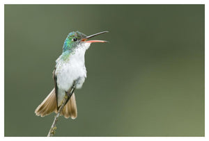 Andean Emerald Hummingbird Calling, Ecuador-Paper Art-50X34