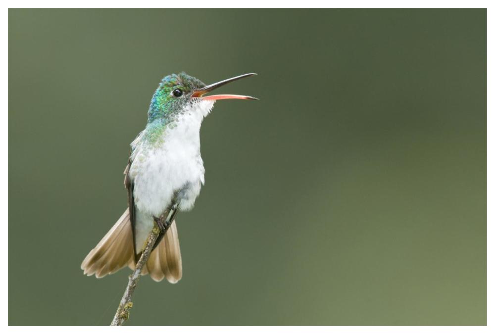 Andean Emerald Hummingbird Calling, Ecuador-Paper Art-62X42