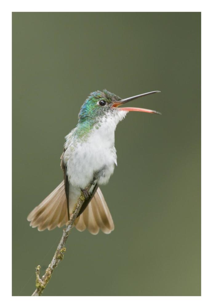 Andean Emerald Hummingbird Calling, Ecuador-Paper Art-18X26