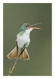 Andean Emerald Hummingbird Calling, Ecuador-Paper Art-18X26