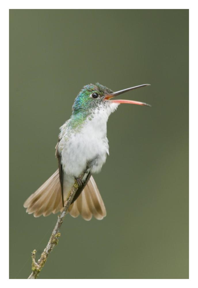 Andean Emerald Hummingbird Calling, Ecuador-Paper Art-22X32