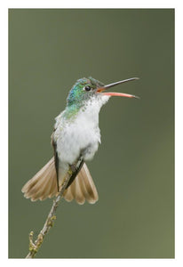 Andean Emerald Hummingbird Calling, Ecuador-Paper Art-22X32