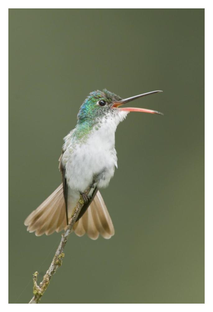 Andean Emerald Hummingbird Calling, Ecuador-Paper Art-26X38