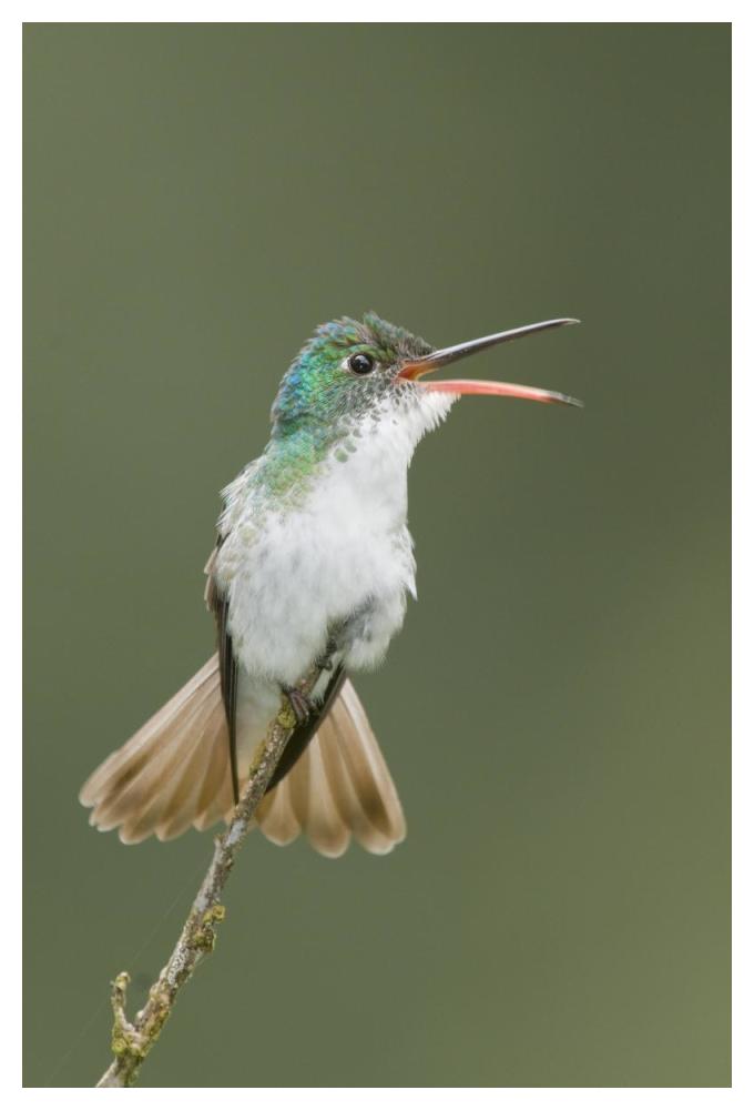 Andean Emerald Hummingbird Calling, Ecuador-Paper Art-34X50