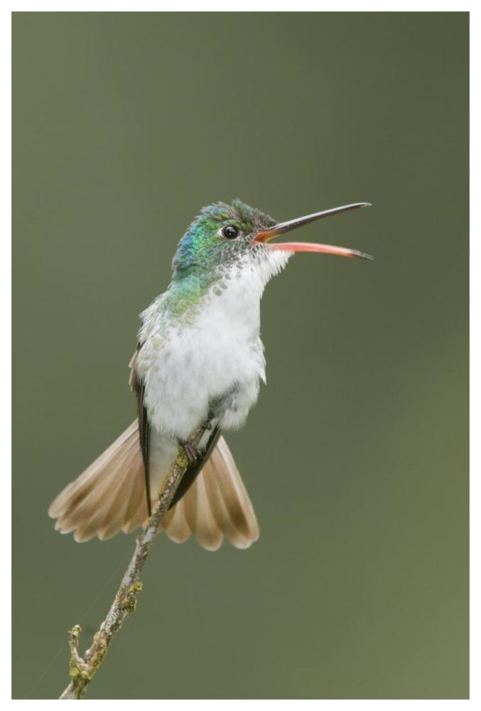 Andean Emerald Hummingbird Calling, Ecuador-Paper Art-42X62