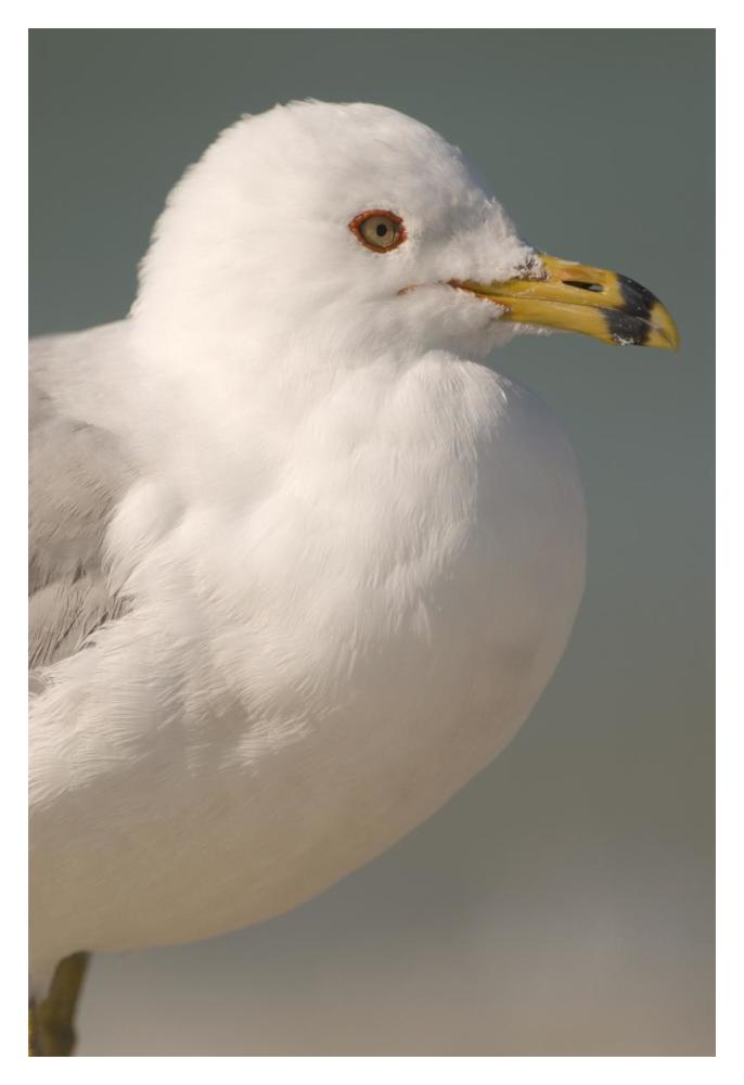Ring-Billed Gull, Fort Desoto Park, Florida-Paper Art-14X20