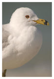 Ring-Billed Gull, Fort Desoto Park, Florida-Paper Art-14X20