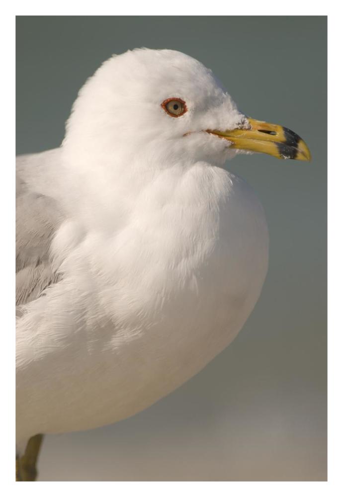Ring-Billed Gull, Fort Desoto Park, Florida-Paper Art-22X32