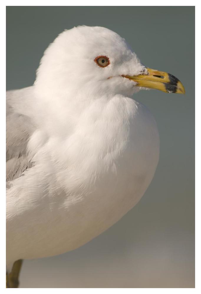 Ring-Billed Gull, Fort Desoto Park, Florida-Paper Art-34X50