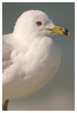 Ring-Billed Gull, Fort Desoto Park, Florida-Paper Art-34X50