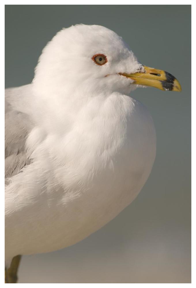 Ring-Billed Gull, Fort Desoto Park, Florida-Paper Art-42X62