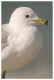 Ring-Billed Gull, Fort Desoto Park, Florida-Paper Art-42X62