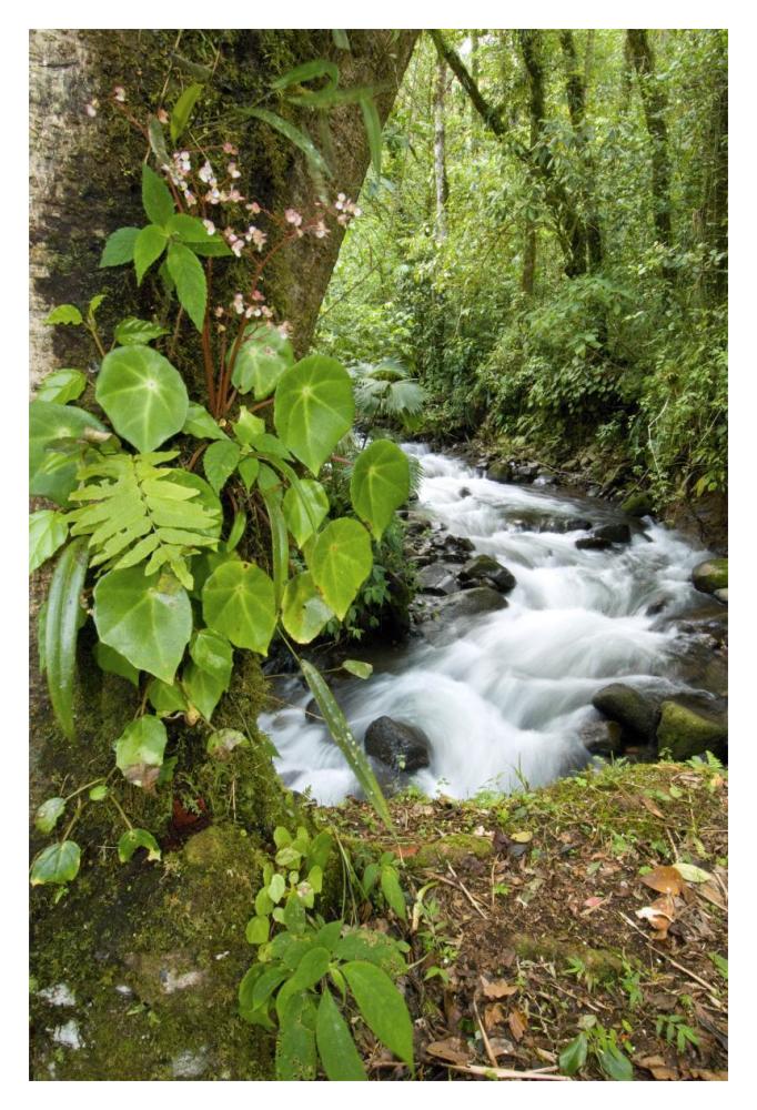 Creek Flowing Through Rainforest, Costa Rica-Paper Art-14X20