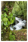Creek Flowing Through Rainforest, Costa Rica-Paper Art-14X20