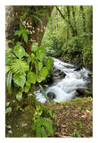 Creek Flowing Through Rainforest, Costa Rica-Paper Art-18X26