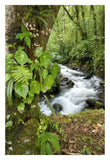 Creek Flowing Through Rainforest, Costa Rica-Paper Art-22X32