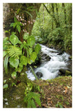Creek Flowing Through Rainforest, Costa Rica-Paper Art-26X38