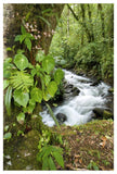 Creek Flowing Through Rainforest, Costa Rica-Paper Art-34X50
